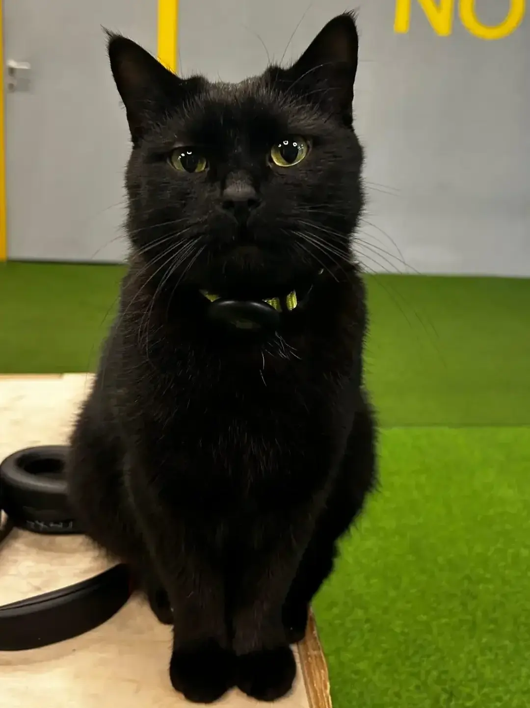 Coach Lobo (gym cat)